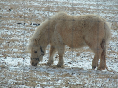 [Long-haired, creme colored miniature pony grazing on the snow-dusted grass as seen through a wire fence.]